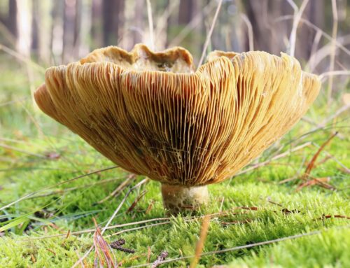 Essential Guide to Mushroom Payment Processing